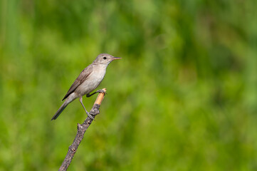 Eastern Olivaceous Warbler, Iduna pallida, foraging among wetland plants.