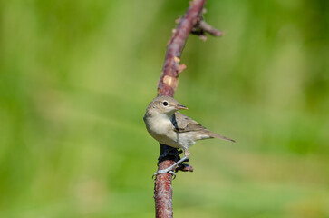 Eastern Olivaceous Warbler, Iduna pallida, foraging among wetland plants.