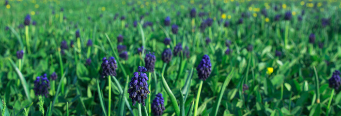 Spring wild flowers on a field