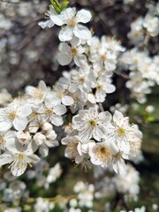 Spring in the orchard - blossom trees - flower details. White tree flowers - trees in bloom - springtime