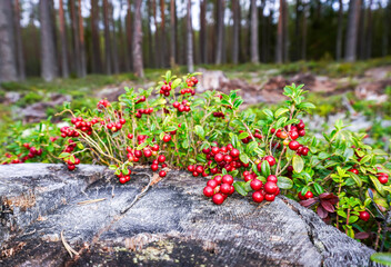 Red ripe cowberry also known as lingonberry grow in the forest - 695594213