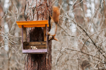 Red little squirrel in search of food, nut, sitting on a tree in the forest, looking into a homemade structure, a wooden birdhouse made of boards for feeding birds. Photography of nature, animal.