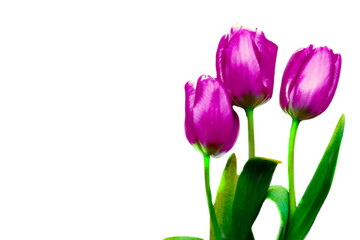 three purple tulips isolated on white