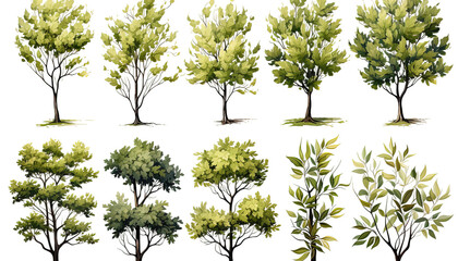 Tree clipart collection, foliage illustrations, transparent background, leafy trees, nature graphics, isolated trees, forest clip art, decorative trees, eco-friendly clipart
