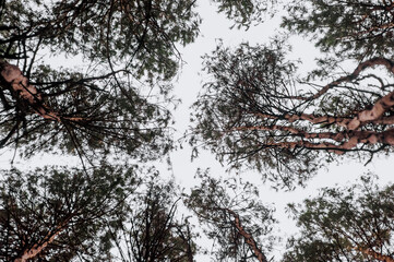 Background of spruce branches against the sky in the forest. Photography, landscape, nature abstraction.