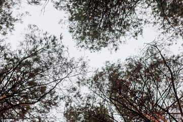 Background of spruce branches against the sky in the forest. Photography, landscape, abstraction.