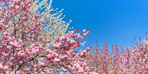A row of trees with pink and white cherry blossom, sakura flowers.