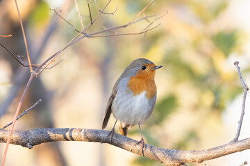 The European robin (Erithacus rubecula), is a small insectivorous passerine bird.