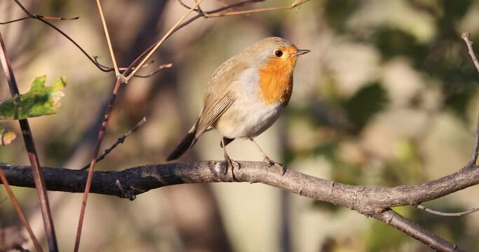 The European robin (Erithacus rubecula), is a small insectivorous passerine bird.