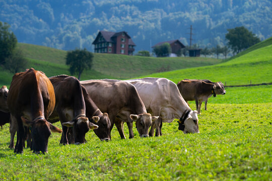 Cow in alpine meadow. Beefmaster cattle in green field. Cow in meadow. Pasture for cattle. Cow in the countryside. Cows graze on summer meadow. Rural landscapes with cows. Cows in a pasture.