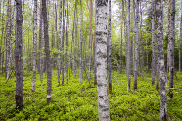 Birch forest with blueberrys on the floor in Finland