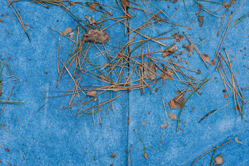 Falling needles, bark, foliage from a tree, coniferous tree lies on a blue sofa in the forest in nature. Background, texture.