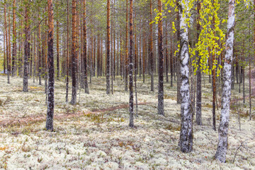 Forest floor with Lichens in Rokuan Nationalpark in Finland