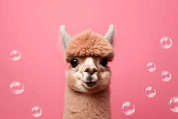 Foto auf Alu-Dibond An adorable alpaca gazes into the camera with innocent eyes, surrounded by floating pink bubbles that add a playful touch to the vibrant pink background © Mirador