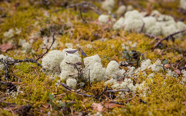 Closeup of plait, lichens on a forest floor