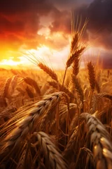 Meubelstickers wheat in field, photorealistic, cinematic, macro photography, realistic, detailed, long exposure, magical nature photography created with Generative Ai © Andrii Yablonskyi