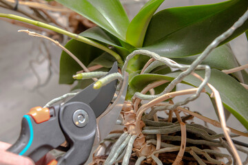 Orchideen mit einer Gartenschere zurückschneiden - 695600652