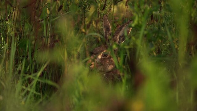 A European hare (Lepus europaeus) also known as the brown hare sitting in tall grass and looking at you - slow motion