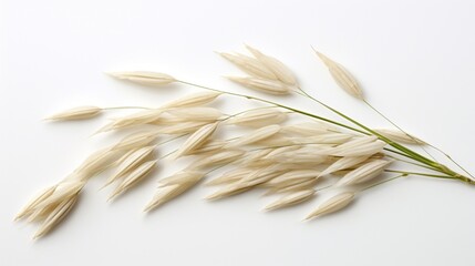 grace of rice ears, meticulously arranged against a pristine white background. 