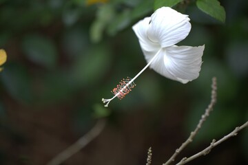 Flower of the hibiscus Hibiscus arnottianus