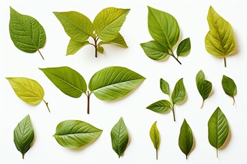 Fresh herb collection Basil leaves arranged on a simple white backdrop - obrazy, fototapety, plakaty