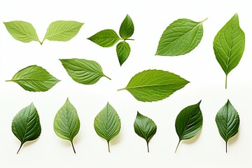 Fresh herb collection Basil leaves arranged on a simple white backdrop