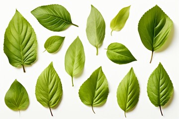 Crisp and clean Basil leaves set against a pristine white background