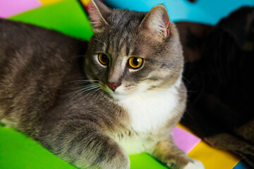 Portrait of gray tabby cat with yellow eyes - Powered by Adobe