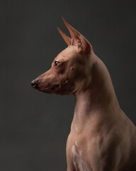An American Hairless Terrier dog gazes intently, its distinct lack of fur and perky ears...