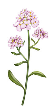 handgezeichnet Schleifenblume, Iberis mit rosafarbenen Blüten, immergrün