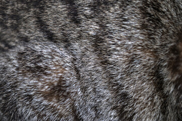 Close-up of cat's fur texture.