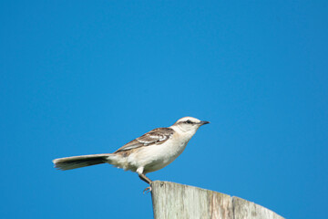 Argentinian lark perched on a wooden pole