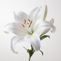 elegant representation of a white lily, isolated against a white transparent backdrop