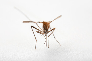 Mosquito isolated on white background