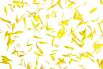  beautiful yellow daisy flower petals texture cutout on transparent background,png format