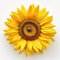stunning depiction of a vibrant sunflower, positioned on a transparent backdrop, allowing the golden bloom and textured center to stand out with grace in isolated white background