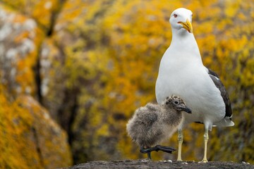 pacific gull chick with its mother on a island bird nesting in tasmania australia