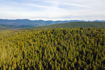 Aerial view of green pine forest with dark spruce trees covering mountain hills. Nothern woodland...