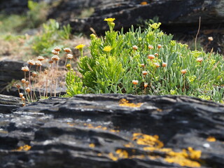 Boscastle - ein Küstenort in der Gemeinde Forrabury im Norden der englischen Grafschaft Cornwall an der Atlantikküste. Der Ort liegt in einem schmalen Tal an der Mündung der Flüsse Jordan, Valency und