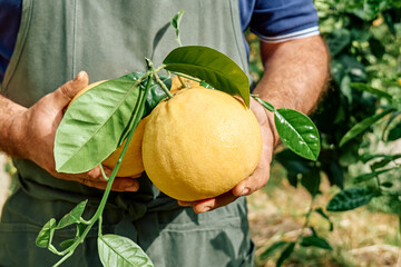 Yellow ripe grapefruits in the hands of man gardener during harvesting in citrus orchard.