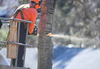 manual worker sawing the tree trunk for tree removal