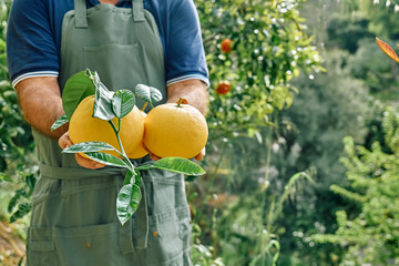 Gardener holding yellow ripe grapefruits in his hands during harvesting in citrus orchard.