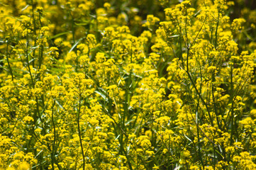 Obraz premium Closeup of yellow rocket in bloom with selective focus on foreground