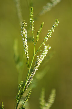 Closeup of white sweetclover inflorescence with green blurred background