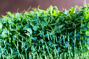 Micro greens peas sprouts , closeup. The concept of healthy eating and organic food