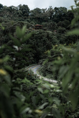 Road in the middle of a jungle
