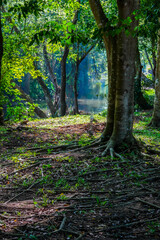 Obraz premium The garden next to the water is lush and green, suitable for relaxing.