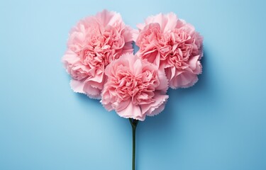 pink carnations with heart shape on the blue background