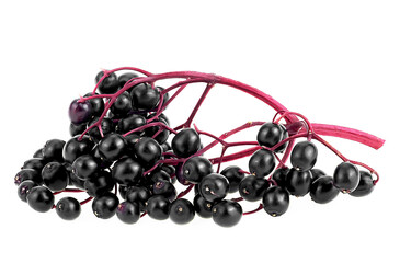 Twig of black elderberries isolated on a white background. European black elderberry. Sambucus.