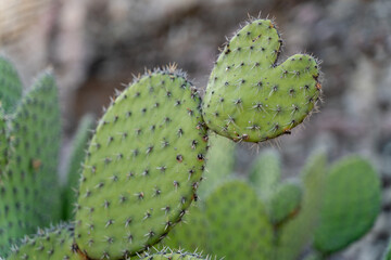 cactus in the desert - close up